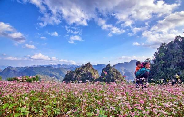 Mẹ đìu con qua cánh đồng tam giác mạch. Ảnh: Boones Nguyen